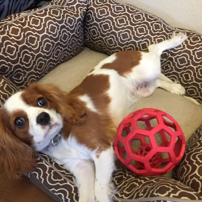Balle à friandises pour chien
