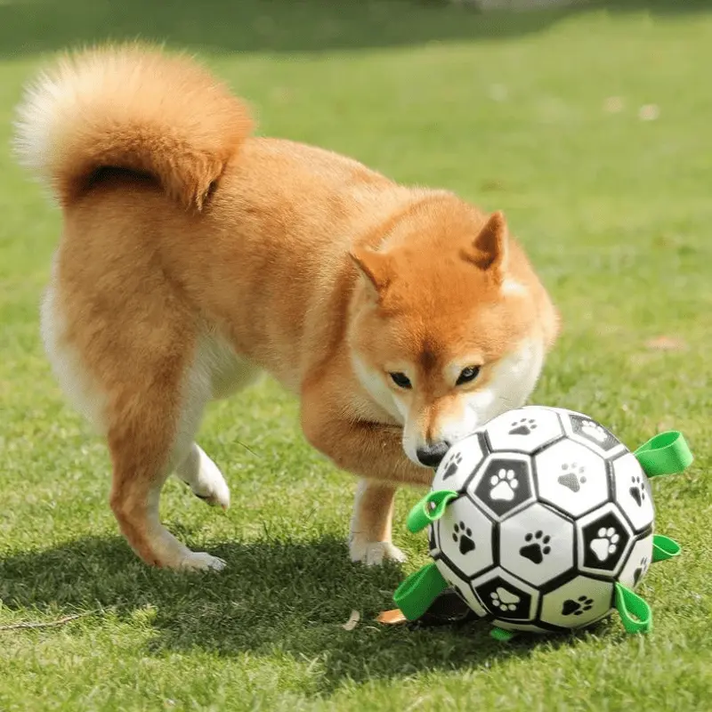 Ballon à anse pour chien
