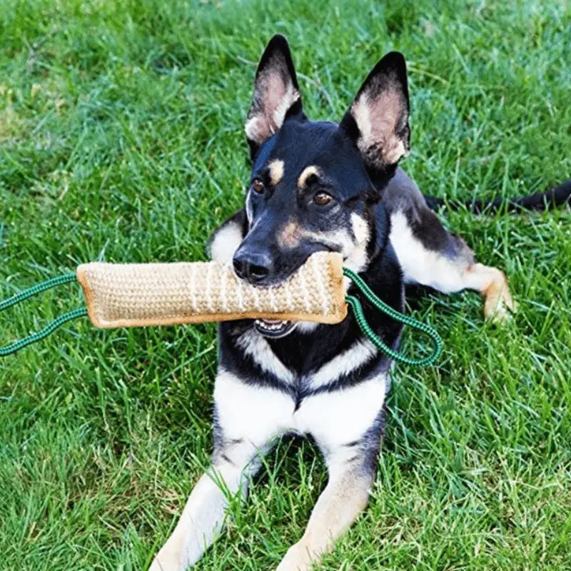 Boudin de mordant pour chien