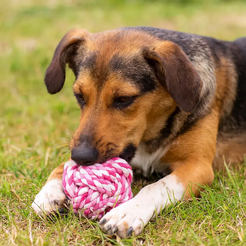 Boule de corde pour chien