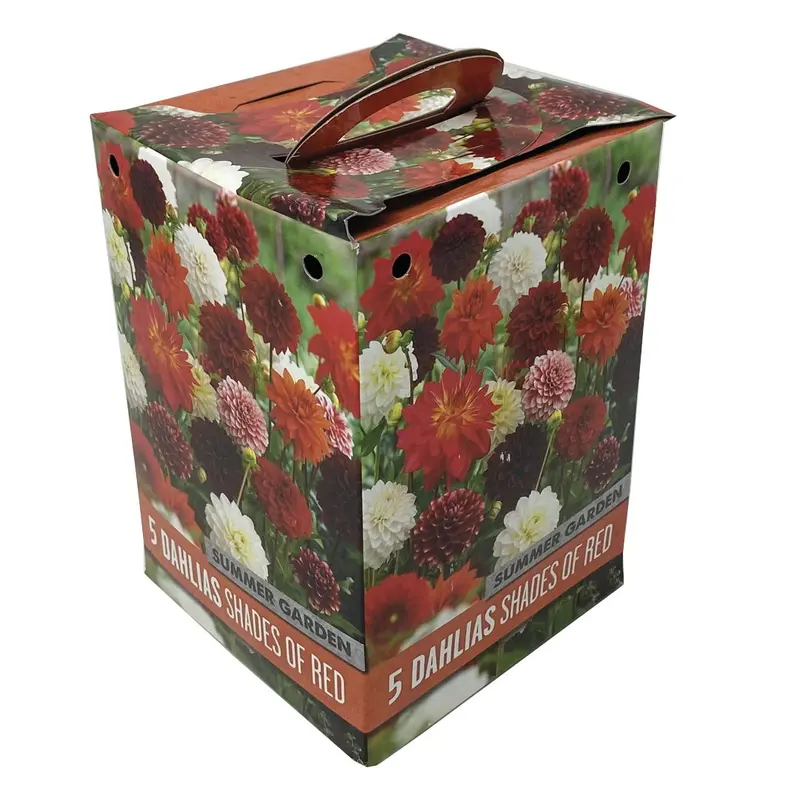 BOX 5 BULBI DI DAHLIA COLORE ROSSO