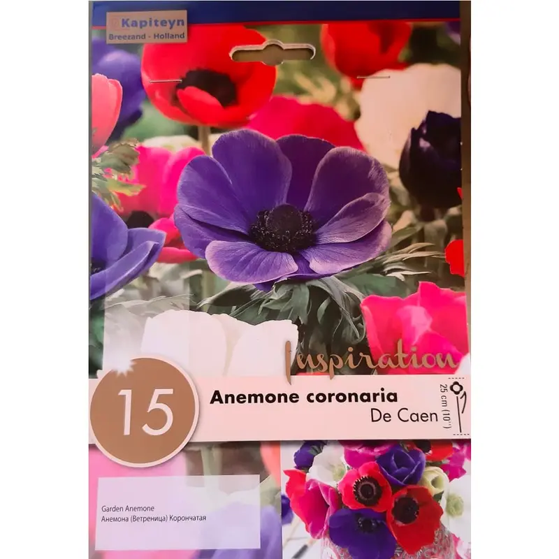 BULBI ANEMONE CORONARIA COLORI MIX