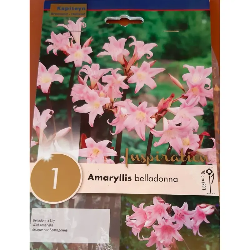 BULBI DI AMARYLLIS BELLADONNA