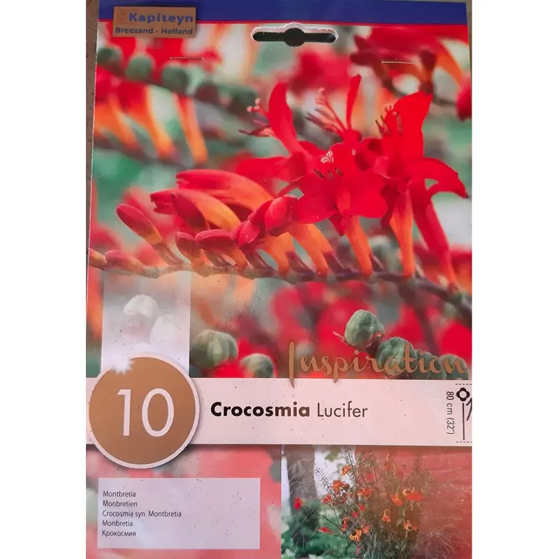 BULBI DI CROCOSMIA LUCIFER