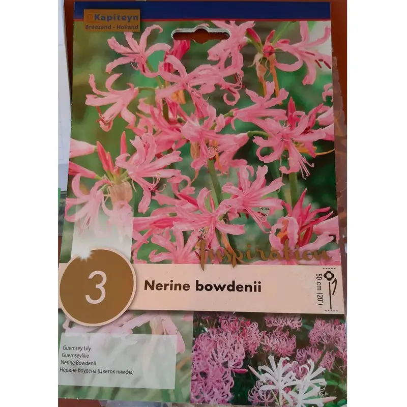 BULBI DI NERINE BOWDENII