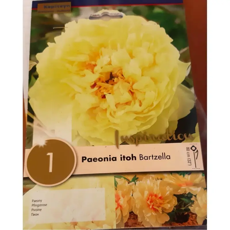 BULBI DI PAEONIA ITOH BARTZELLA