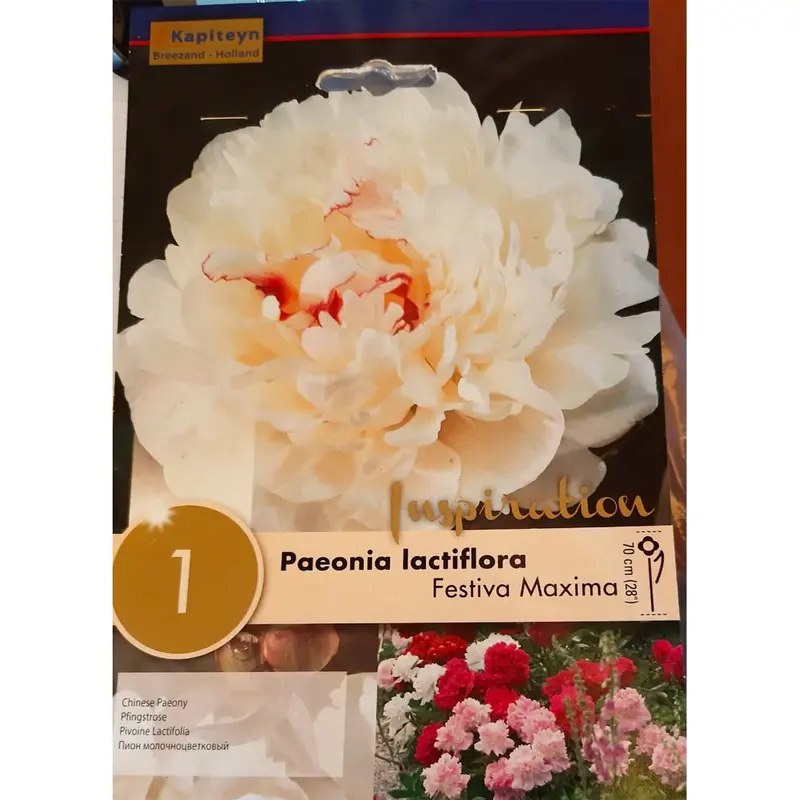BULBI DI PAEONIA LACTIFLORA FESTIVA MAXIMA