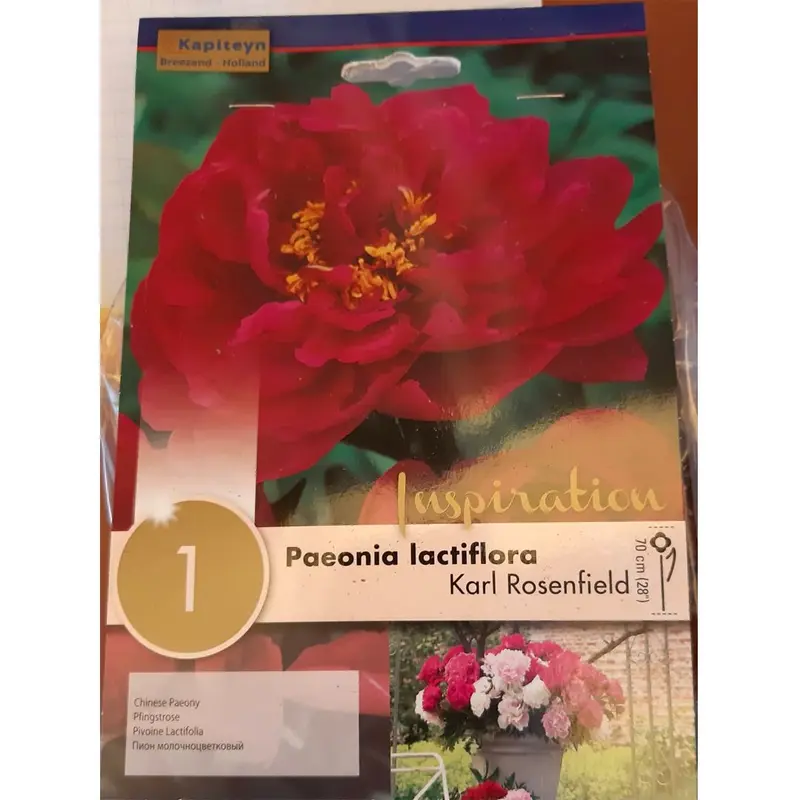 BULBI DI PAEONIA LACTIFLORA KARL ROSENFIELD