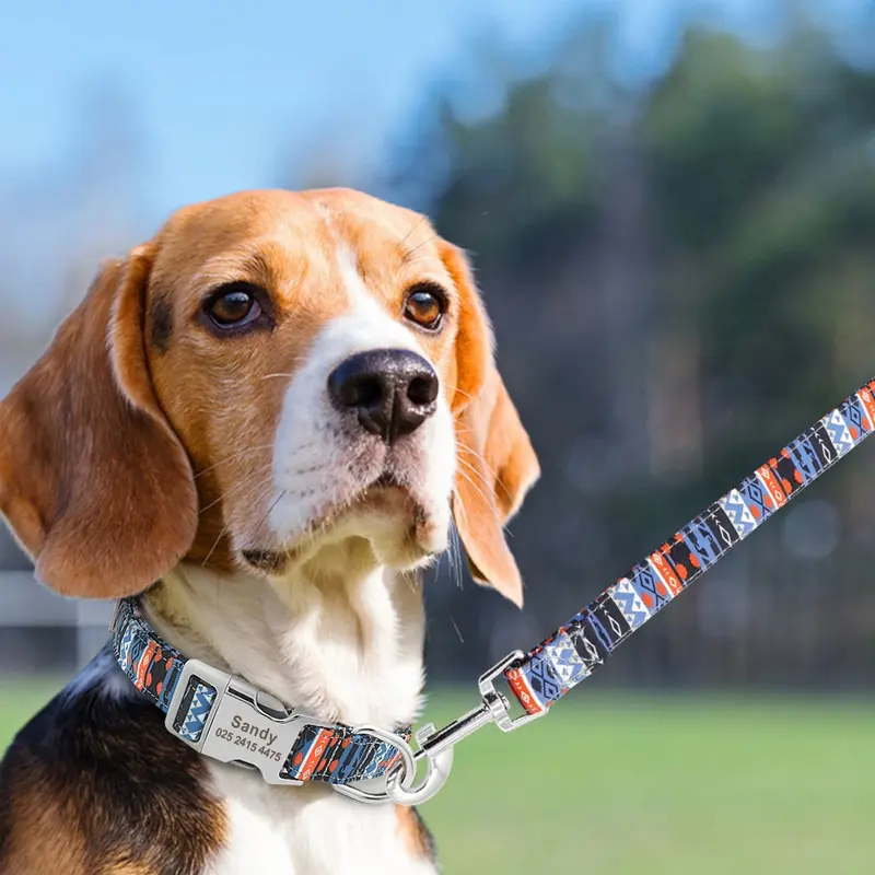 🐾 Collar Personalizado para Perros – Seguridad y Estilo en Uno