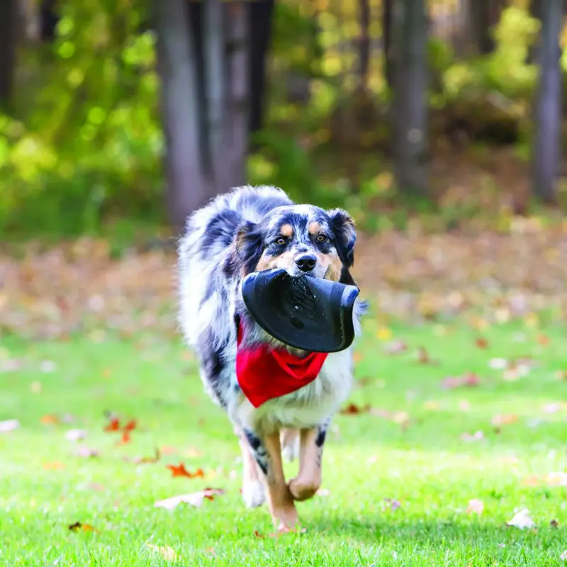KONG Flyer Extreme Frisbee para perros con mordidas fuertes