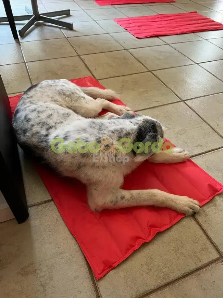 🐾 NAYECO Cool Mat Coral | Colchoneta Refrescante para Mascotas – ¡Frescor instantáneo sin enchufes ni congelación! ☀