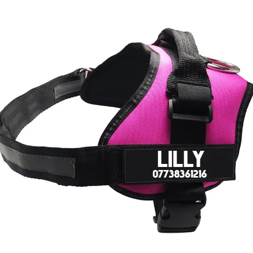 Ultimate Pet Adventure Set
